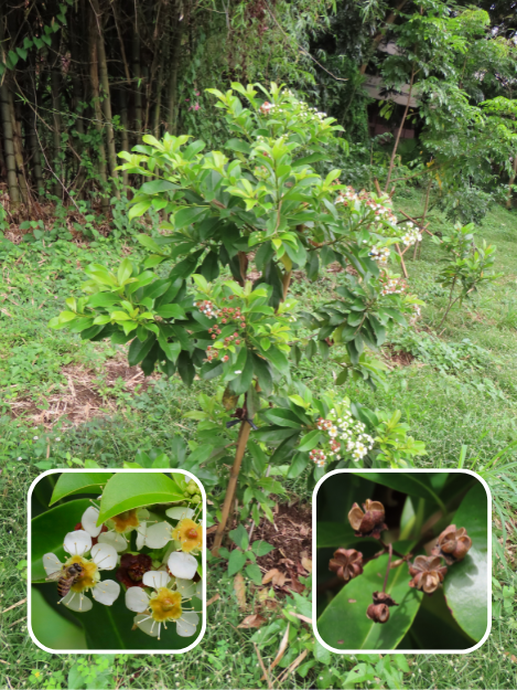 Photos of leaves, flowers, and fruit of Mapilig