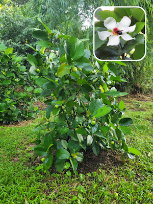 a photo of a Katmon tree