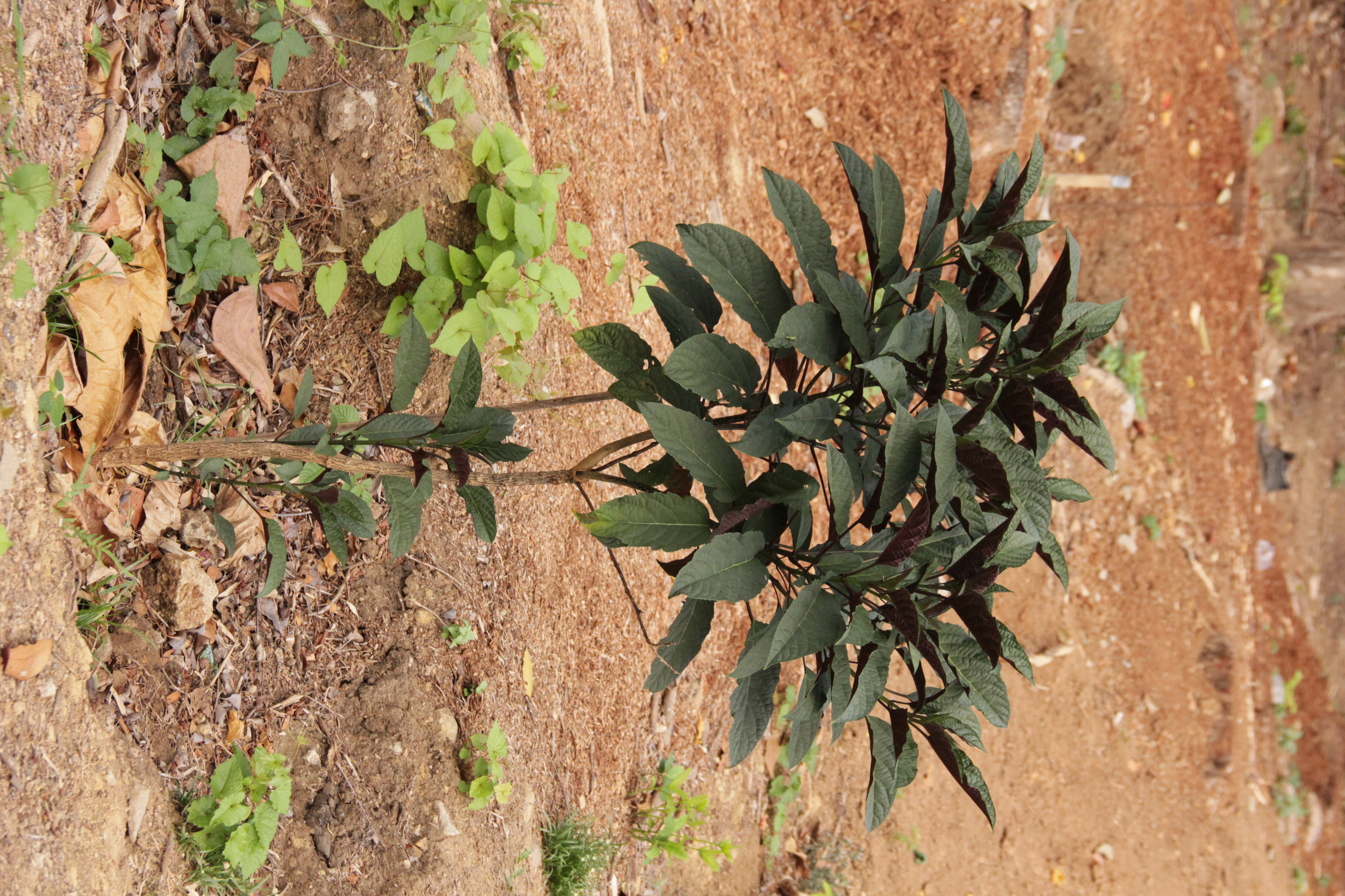 Bagauak Morado (Clerodendrum quadriloculare)