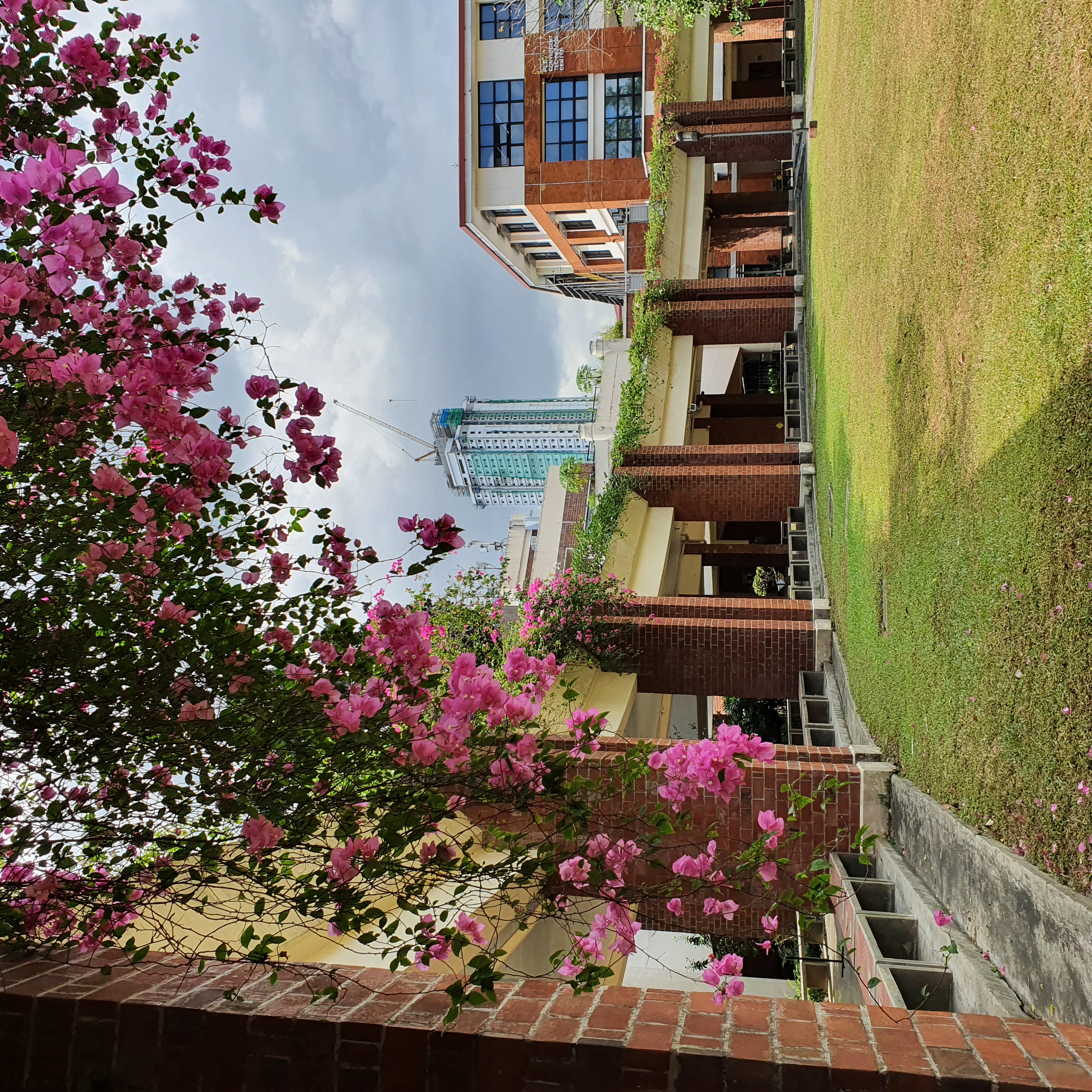 Bougainvillea in SEC