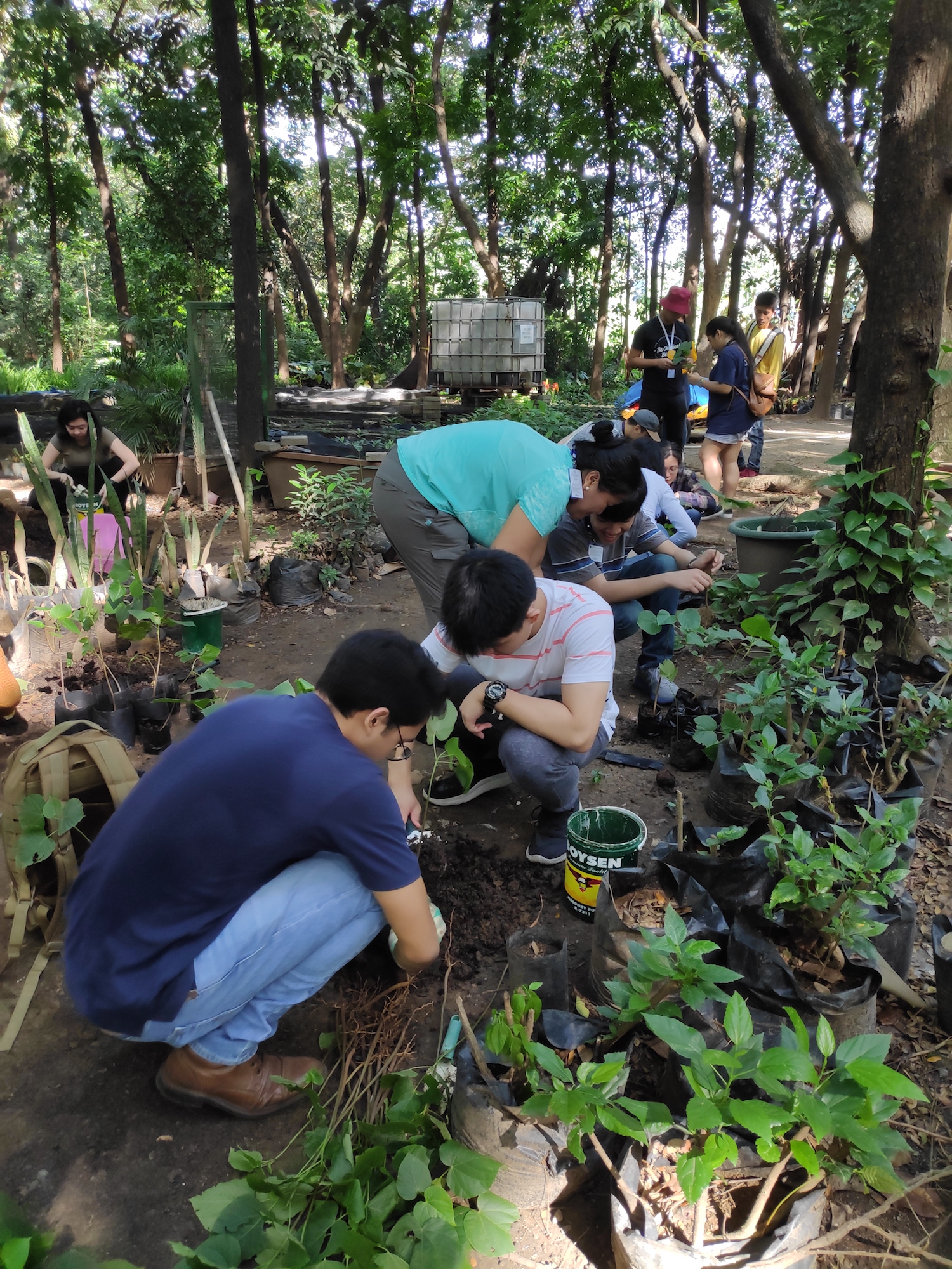 Transferring the rescued wildlings into individual grower bags