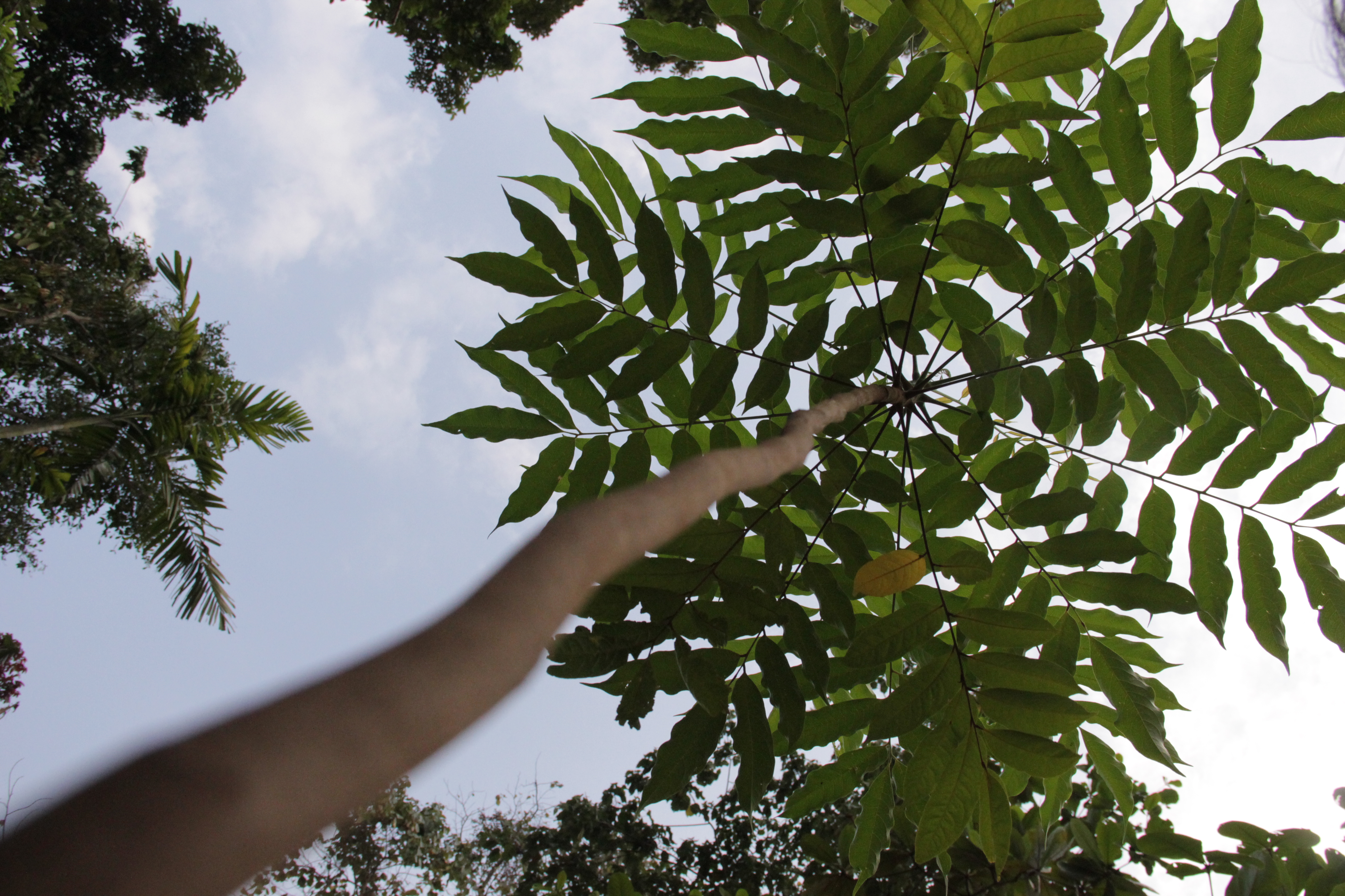 A worm’s eye view of one of the Tindalo (Afzelia rhromboidea) seedlings