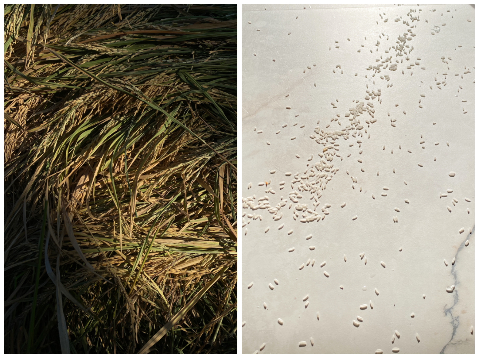 "Palay (2022) and Bigas (2020). Photos courtesy of Angelo Juarez."