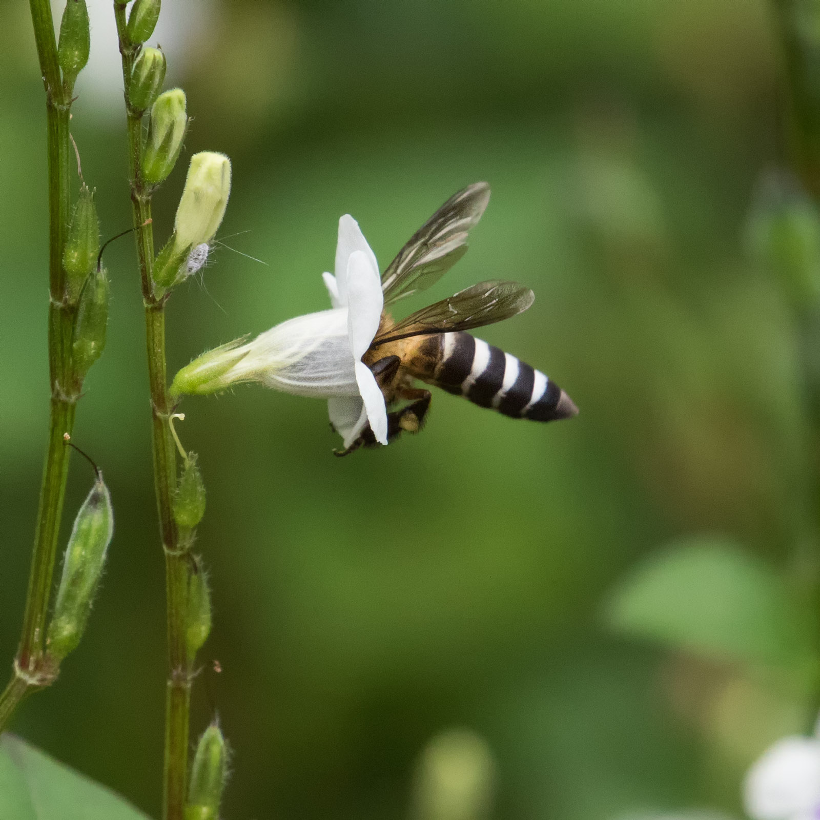 Giant Honeybee