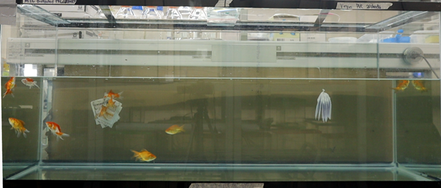 SOSE Research Fellow Lecture_Dr Young_2