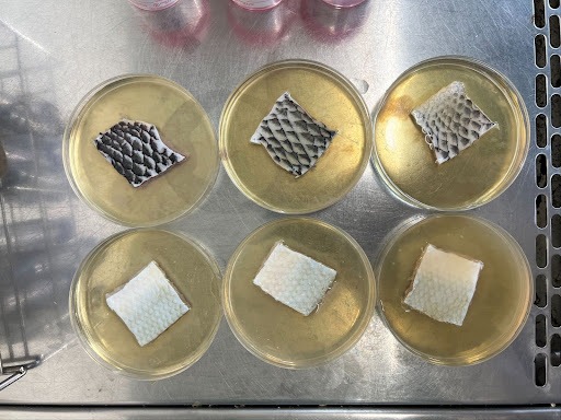 Tilapia and bangus fish skins immersed in silver nanoparticles for sterilization.