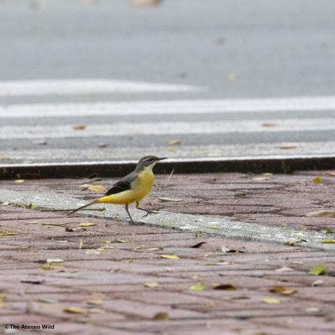 Ateneo Wild image 24 January 2022