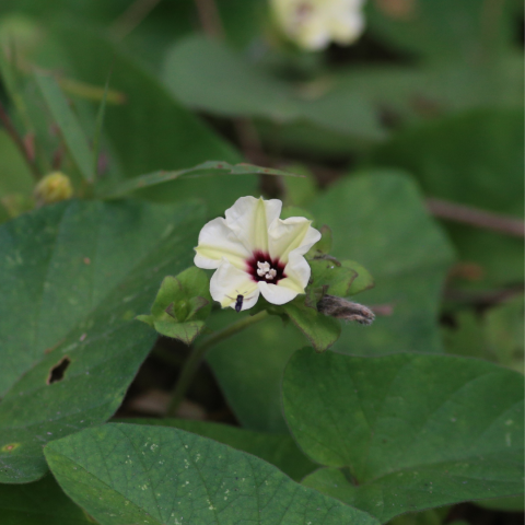 An Obscure Morning Glory