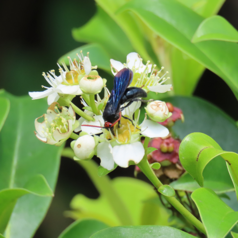 a wasp on a mapilig flower