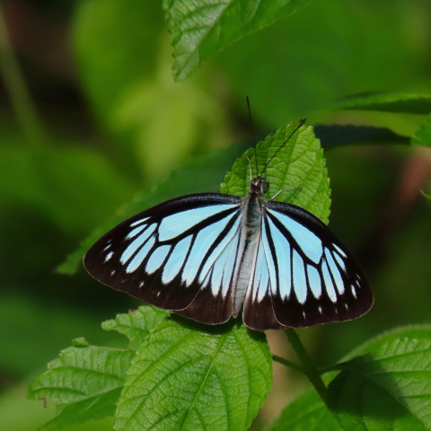 a Wanderer butterfly on a leaf