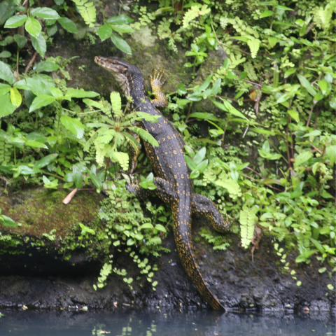 A bayawak crawling out of a pond