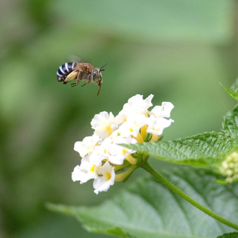 a blue-banded bee on a lantana flower