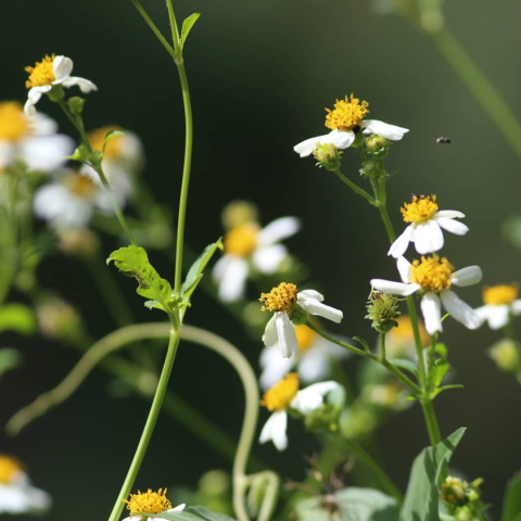 Shephers Needles flowers