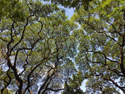 Crown shyness (GHG)