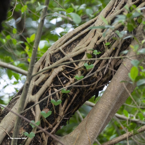 A photo of a Balete Tree