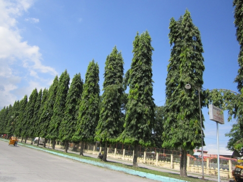 A photo of Indian Tree