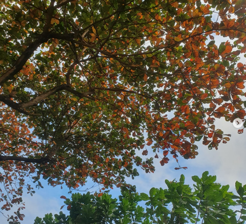 A photo of Talisay tree