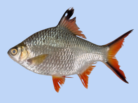 Photo of the confirmed Barbonymus schwanefeldii (tinfoil barb) specimen caught in Laguna de Bay in 2024. PHOTO: Mariko Aboganda