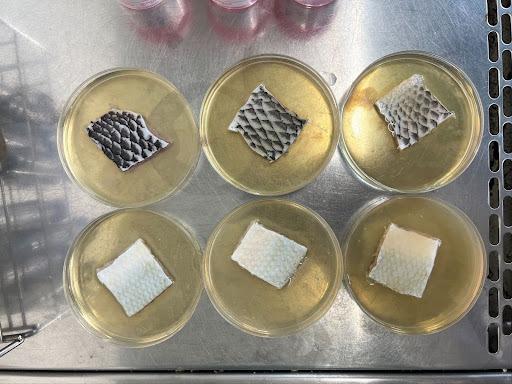 Tilapia and bangus fish skins immersed in silver nanoparticles for sterilization in the laboratory.